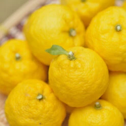 Yuzu Tree -Fast Growing Trees Shop Yuzu Citrus 1 FGT