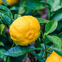 Yuzu Tree -Fast Growing Trees Shop Yuzu Citrus 6