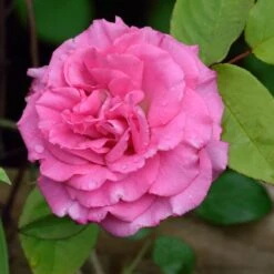 Zephirine Drouhin Climbing Rose 5 Zephirine Drouhin Climbing Rose -Fast Growing Trees Shop Zephirine Drouhin Rose 1 FGT