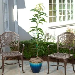 Condo Mango Tree -Fast Growing Trees Shop condo mango 1