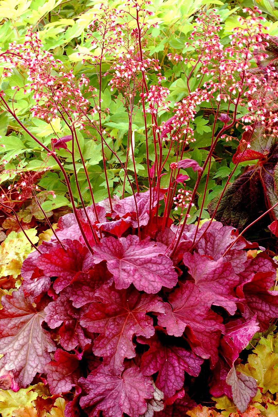 Fast Growing Trees Shop 58 Fast Growing Trees Shop -Fast Growing Trees Shop heuchera midnight bayou 2af3c0c3 d7f31fd6147449d384e2f35f6ee72718