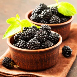 Kiowa Blackberry Bush -Fast Growing Trees Shop kiowa blackberry 3