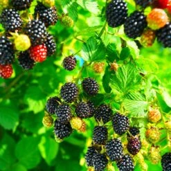 Kiowa Blackberry Bush -Fast Growing Trees Shop kiowa blackberry 4