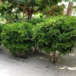 Miracle Berry Plant 9 Miracle Berry Plant -Fast Growing Trees Shop mIRACLE bERRY 6