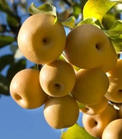 Olympic Giant Asian Pear Tree 6 Olympic Giant Asian Pear Tree -Fast Growing Trees Shop olympic pear 450