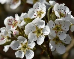 Olympic Giant Asian Pear Tree 7 Olympic Giant Asian Pear Tree -Fast Growing Trees Shop olympic pear 450 1