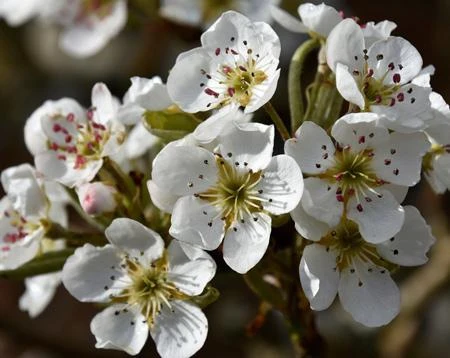 Olympic Giant Asian Pear Tree 4 Olympic Giant Asian Pear Tree - Image 4