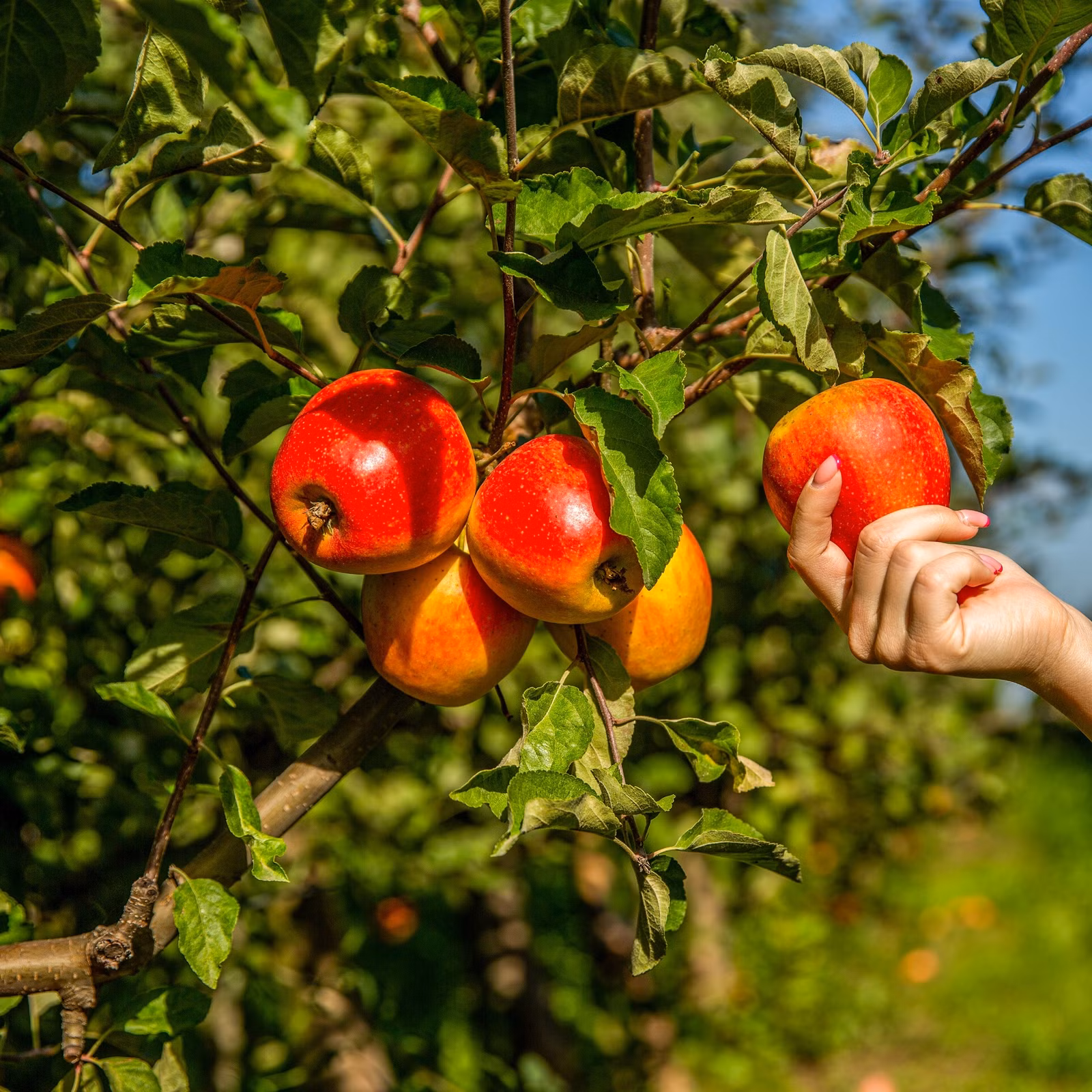 Fast Growing Trees Shop 6 Fast Growing Trees Shop -Fast Growing Trees Shop person examining apple on a fruit tree
