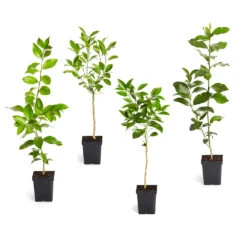 Fast Growing Trees Shop 27 Fast Growing Trees Shop -Fast Growing Trees Shop pkg 1 Mey Persian Lime Calomon Navel 1 2 1QT