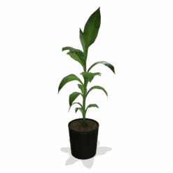 Cold Hardy Banana Tree 9 Cold Hardy Banana Tree -Fast Growing Trees Shop products 0759c65d 800b 498b b0a2 d9fb8d8c790e