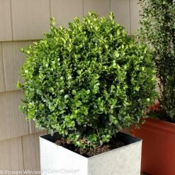 Sprinter® Boxwood Shrub -Fast Growing Trees Shop sprinter boxwood 2 FGT