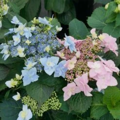 Fast Growing Trees Shop 63 Fast Growing Trees Shop -Fast Growing Trees Shop tuff stuff ah ha hydrangea 1