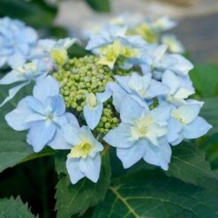 Tuff Stuff Ah-Ha® Hydrangea Shrub 10 Tuff Stuff Ah-Ha® Hydrangea Shrub -Fast Growing Trees Shop tuff stuff ah ha hydrangea 3