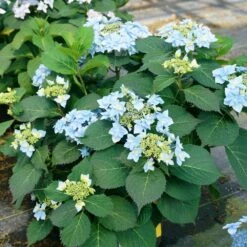Tuff Stuff Ah-Ha® Hydrangea Shrub 11 Tuff Stuff Ah-Ha® Hydrangea Shrub -Fast Growing Trees Shop tuff stuff ah ha hydrangea 4