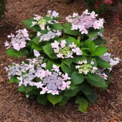 Tuff Stuff Ah-Ha® Hydrangea Shrub 12 Tuff Stuff Ah-Ha® Hydrangea Shrub -Fast Growing Trees Shop tuff stuff ah ha hydrangea 7 FGT