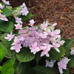 Tuff Stuff Ah-Ha® Hydrangea Shrub 13 Tuff Stuff Ah-Ha® Hydrangea Shrub -Fast Growing Trees Shop tuff stuff ah ha hydrangea 8