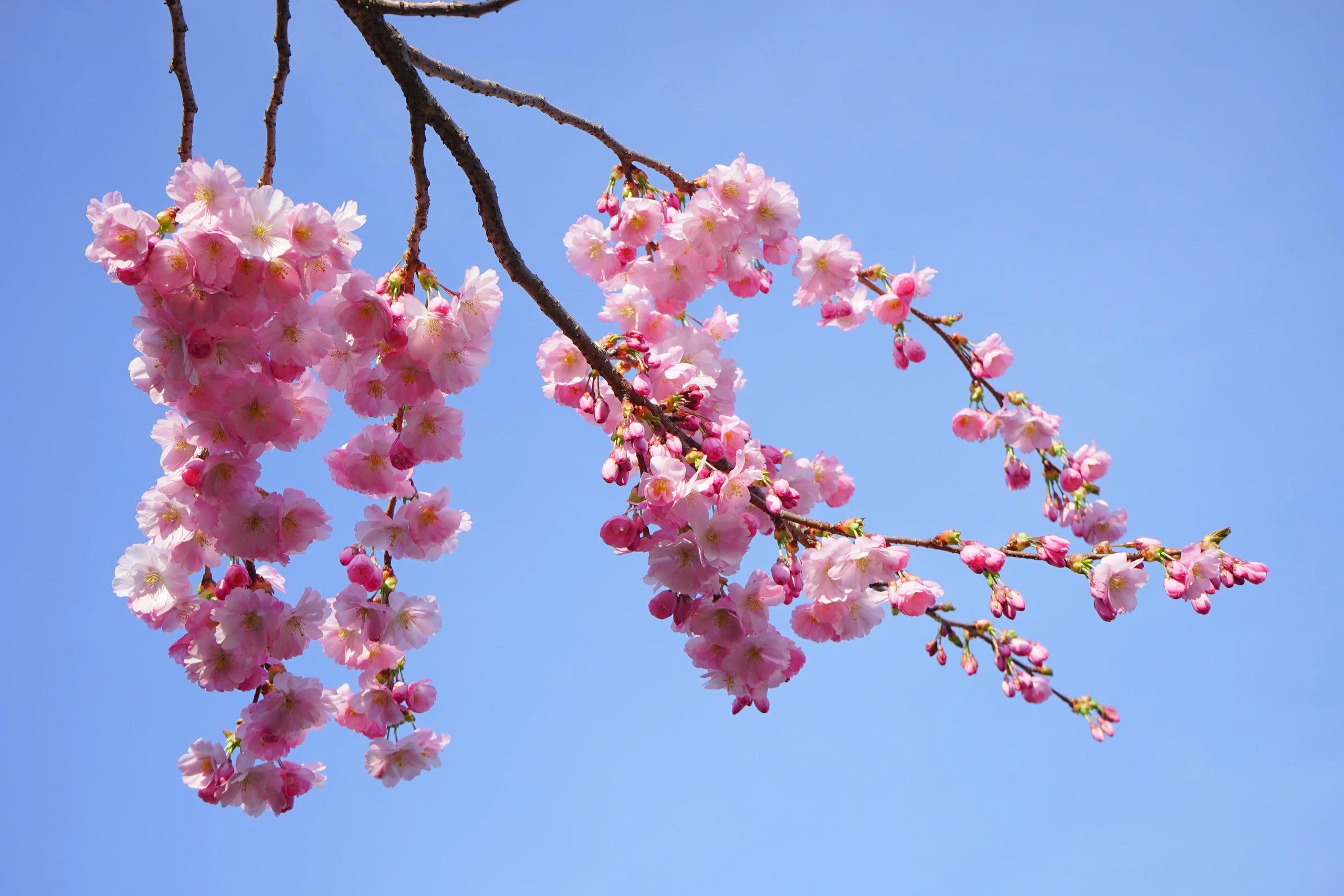 Fast Growing Trees Shop -Fast Growing Trees Shop z7256364874773 e06351b726512da2b628aa2a1b6e1d2e