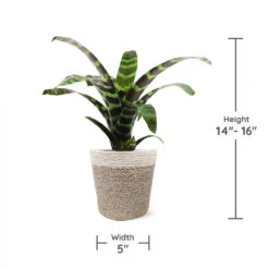 Zebra Plant In Decorative Pot -Fast Growing Trees Shop zebra jute 1