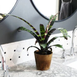 Zebra Plant In Decorative Pot -Fast Growing Trees Shop zebra wood 1