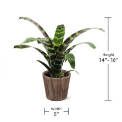 Zebra Plant In Decorative Pot -Fast Growing Trees Shop zebra wood 3